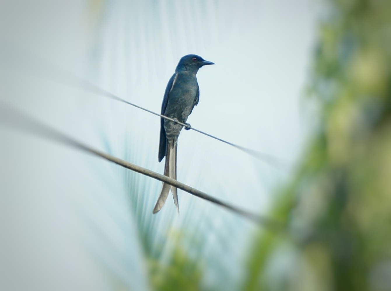 Black Drongo Image