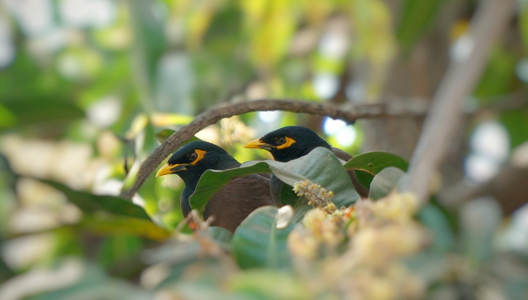 Mynas Image