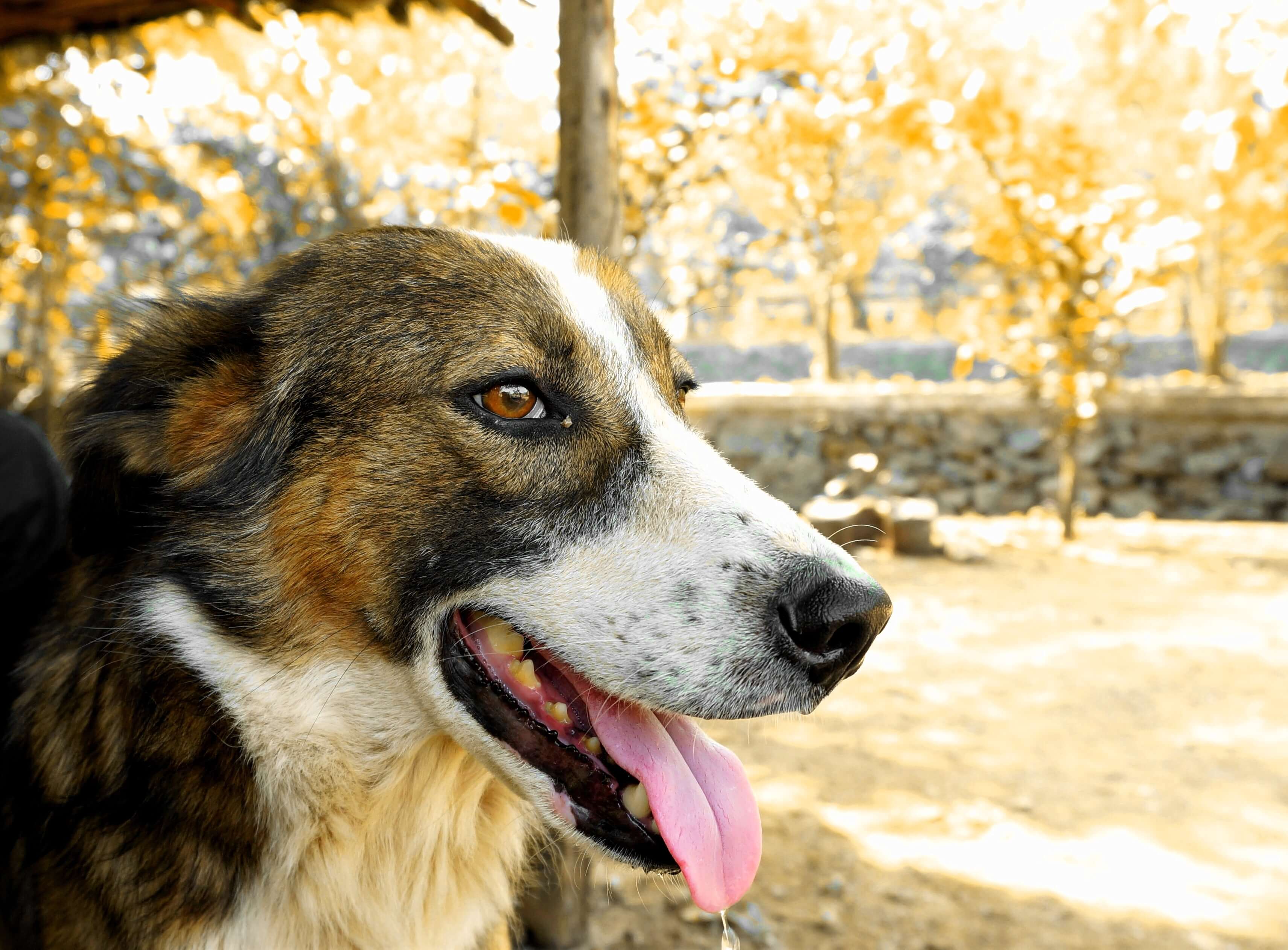 Dog Image