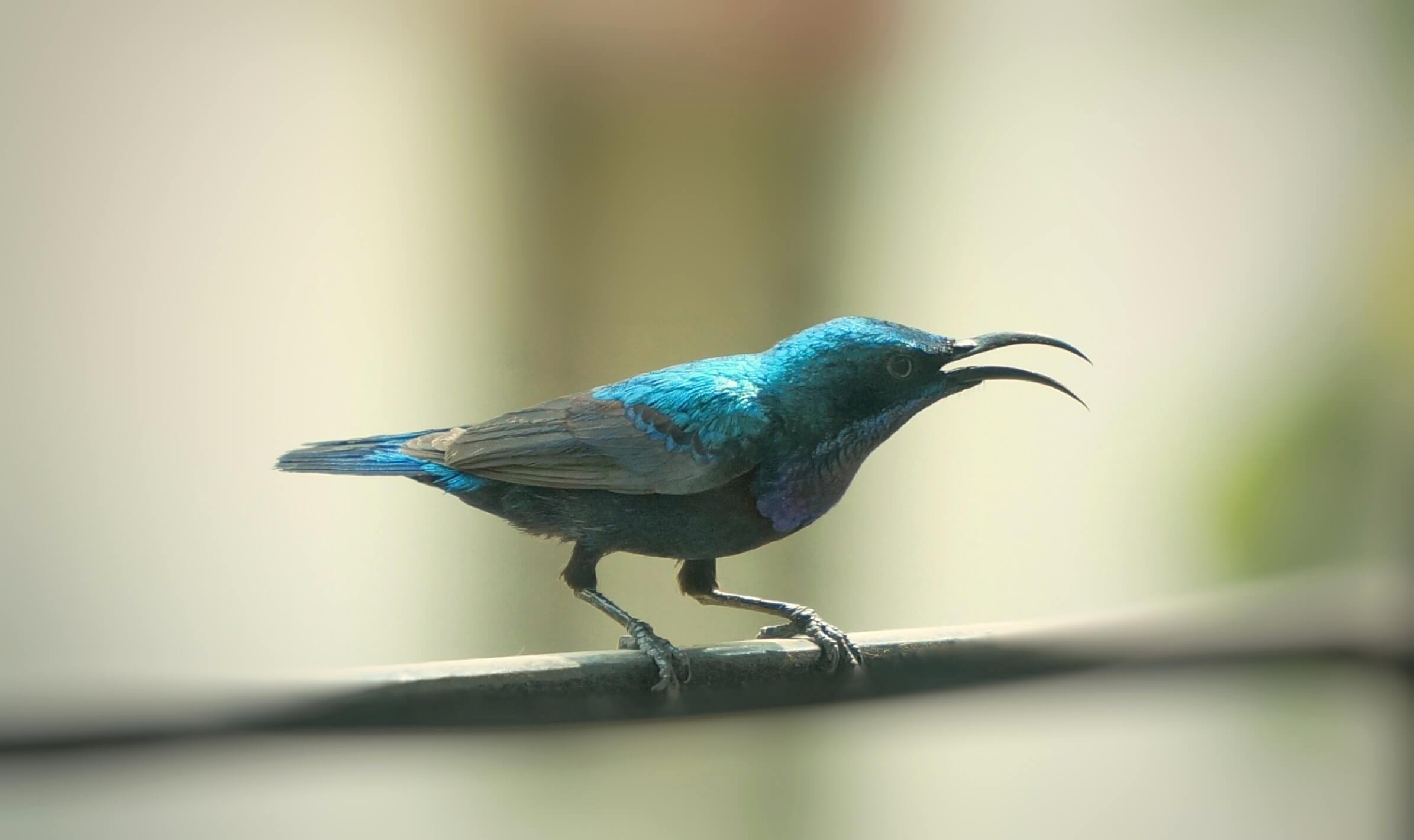 Sunbird Image