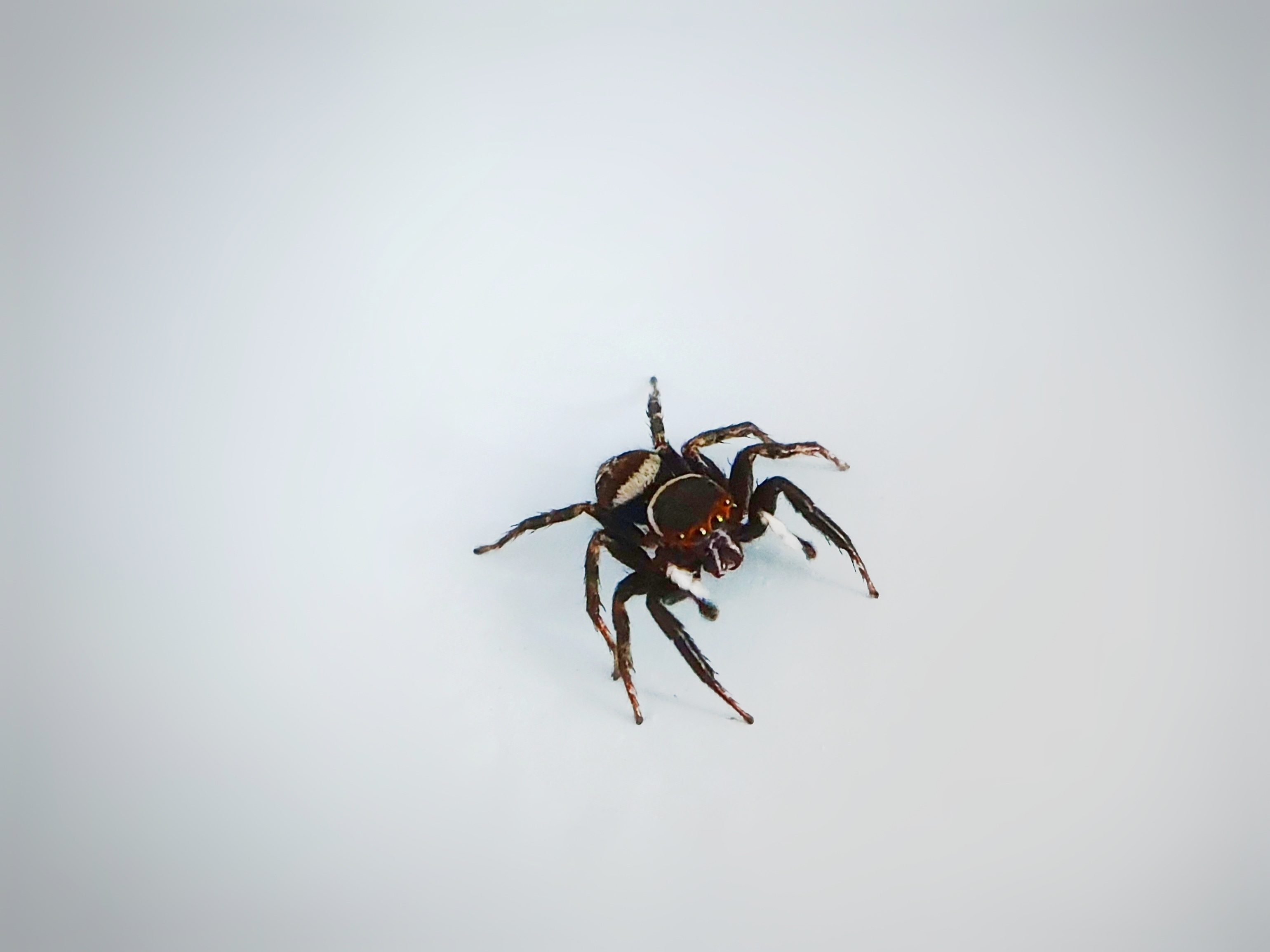 Spider Image