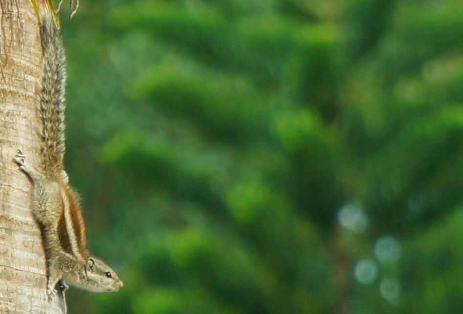 Squirrel Image