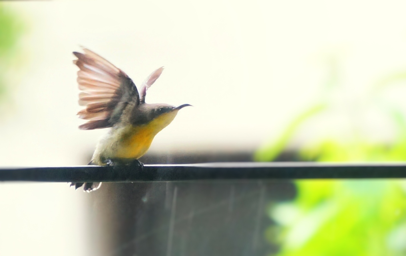 Sunbird Image