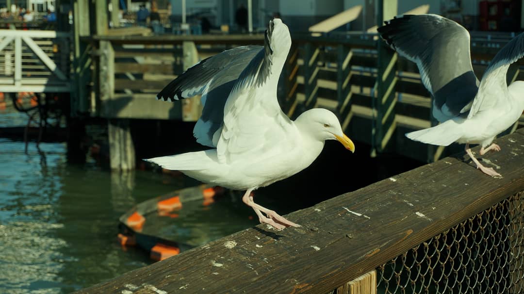 Western Gull Image